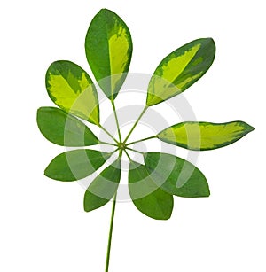 Schefflera arboricola leaf