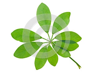 Schefflera arboricola leaf photo