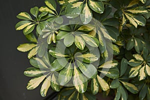 Schefflera arboricola leaves