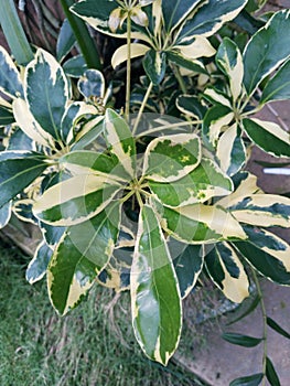 Schefflera Arboricola ornamental plant