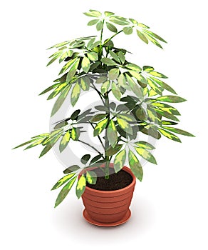 Schefflera Arboricola plant in flower pot