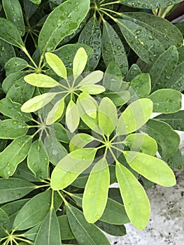 Schefflera arboricola. photo