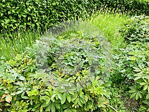 Schefflera arboricola, Setaria viridis, Sicyos, Asystasia gangetica in the garden