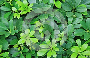 Schefflera Arboricola or Umbrella Shrub in the Garden