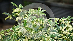 Schefflera arboricola (wali songo) with natural background
