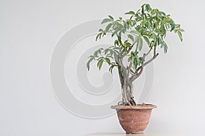 Schefflera Bonsai plant  in a terracotta pot