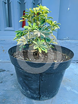Schefflera Heptapleurum flower in a pot