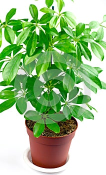 Schefflera houseplant