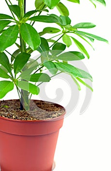 Schefflera houseplant