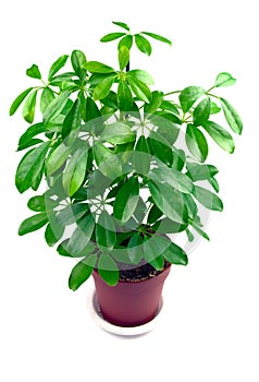 Schefflera houseplant