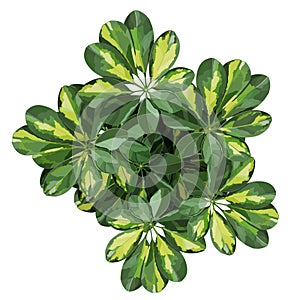 Schefflera houseplant top view detailed vector illustration