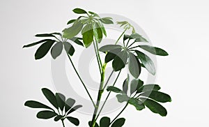 Schefflera leaves close-up