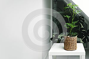 Schefflera near the window