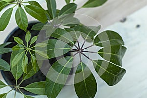 Schefflera octopus tree in a pot