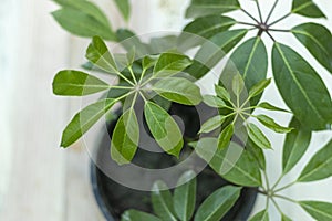 Schefflera octopus tree or star leaf plant