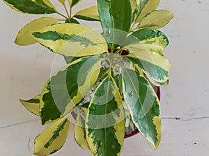 Schefflera plant with a focus on yellow and green leaves closeup