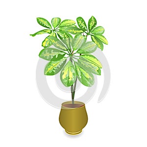 Schefflera plant in pot Schefflera arboricola, dwarf umbrella treeon white background for interior design vintage vector illustr