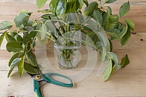 Schefflera plant water propagation in a transparent vase