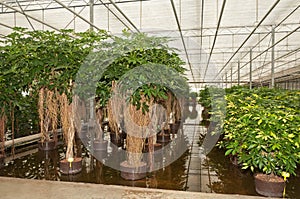 Schefflera plants in a hydroculture nursery