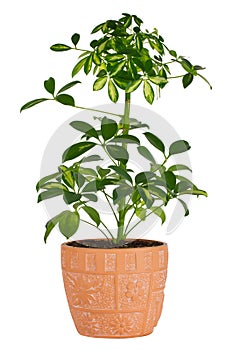 Schefflera in pot