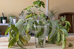 Schefflera propagation from cuttings in water