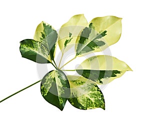 Schefflera variegated foliage `Gold Capella`, Exotic tropical leaf, isolated on white background with clipping path