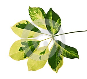 Schefflera variegated foliage Gold Capella, Exotic tropical leaf, isolated on white background with clipping path