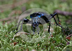 ScheidlerÅ¯v ground beetle (Carabus scheidleri)