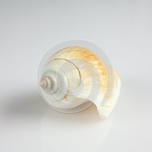 Schell on whitegrey background sea