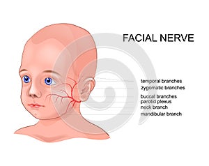 Schematic anatomy of the facial nerve