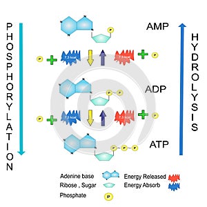 Schematic of ATP hydrolysis cycle chemical education