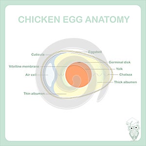 Schematic chicken egg anatomy stock vector illustration, Is marked thin albumen, chalaza, yolk, vitelline membrane, germinal disk photo