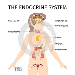 Schematic colorful vector illustration of female endocrine system