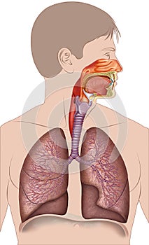 Schematic and descriptive illustration belonging to the human respiratory system.