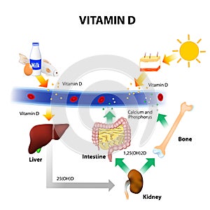 Schematic diagram of vitamin D metabolism