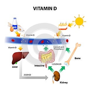Schematic diagram of vitamin D metabolism photo