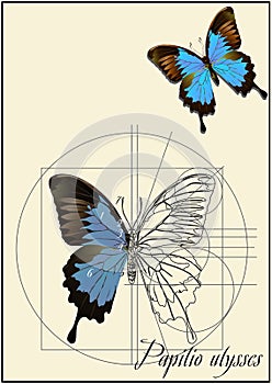 A schematic drawing of a butterfly.