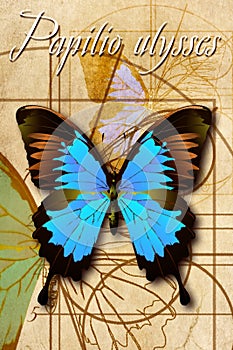 A schematic drawing of a butterfly.