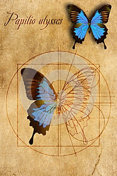 A schematic drawing of a butterfly.