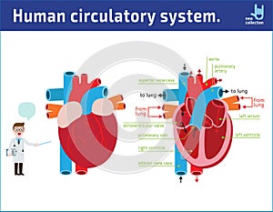 Schematic of heart anatomy.vector illustration flat icon cartoon design photo