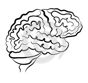 Human brain picture side view