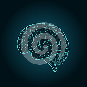 Schematic illustration of human brain