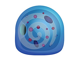 Human cell illustration