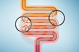 Schematic illustration of human intestines with microbes photo