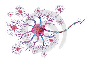 Schematic illustration of the neuron
