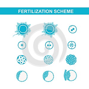 Schematic image of fertilization in mammals