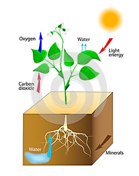 Schematic of photosynthesis in plants