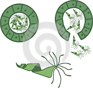 Schematic representation of fern antherium with male gametes called antherozoids or sperm
