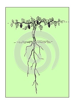 Schematic representation of a fertile vine bush-