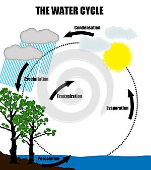 Schematic representation of the water cycle in nature